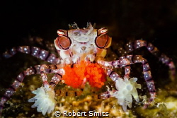 Did you know that these are called boxer crabs, boxing cr... by Robert Smits 